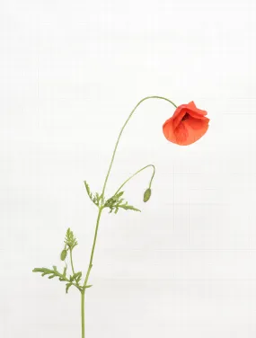 field poppy 7029