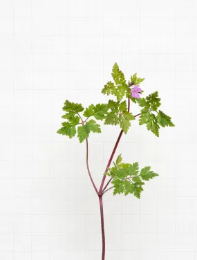 herb robert 6227