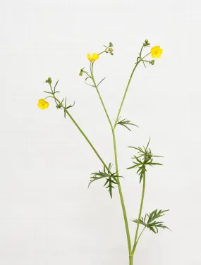 meadow buttercup 5908