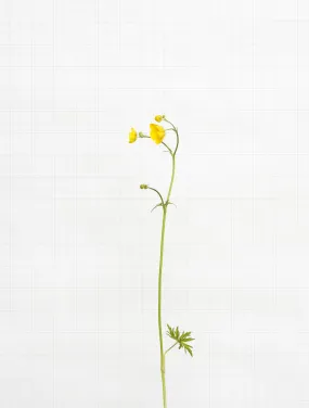 meadow buttercup 5958