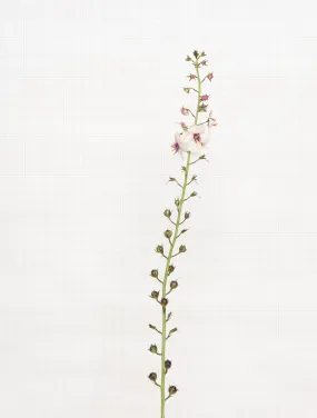 moth mullein 9115