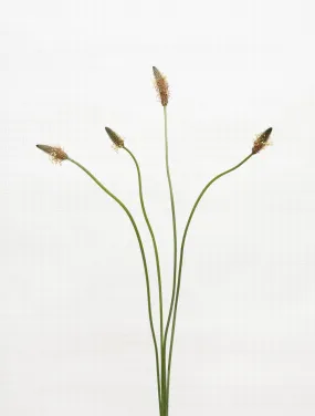 ribwort plantain 6793