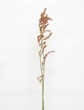 sheep sorrel 6683